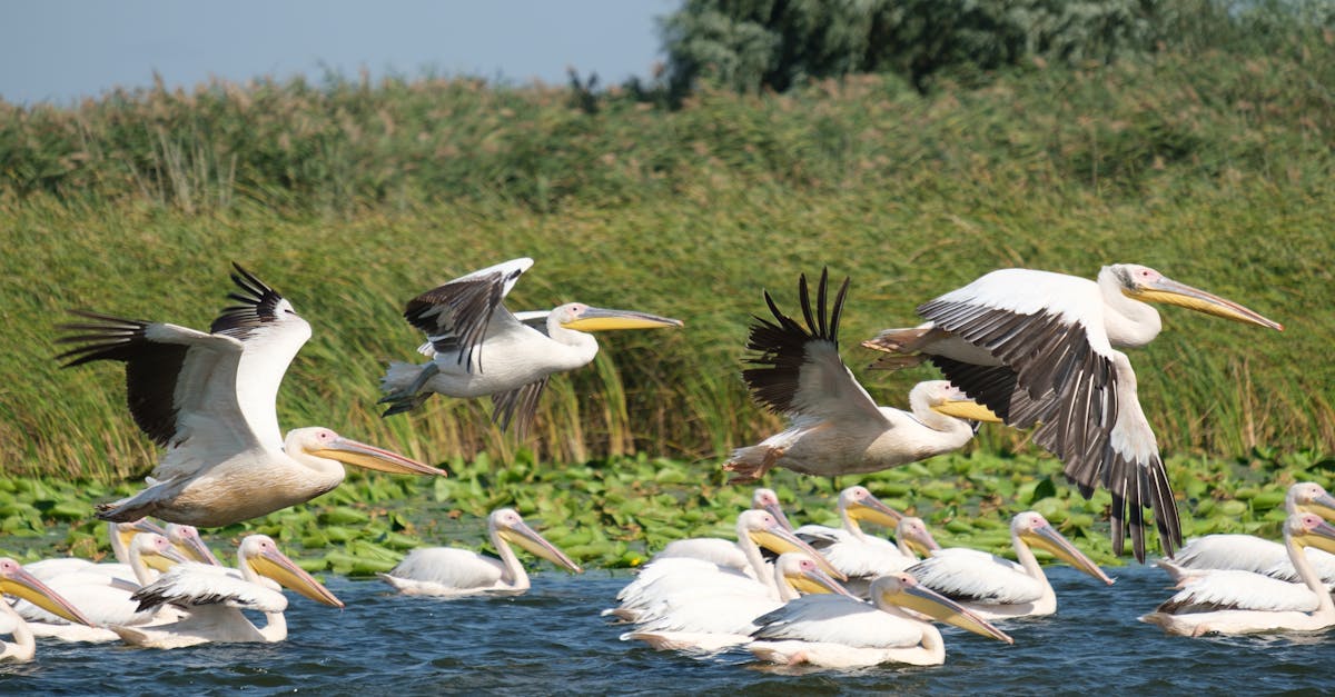 découvrez les merveilles de la biosphère réserve, un écosystème unique protégé qui préserve la biodiversité tout en offrant des opportunités d'éducation et de recherche. explorez la beauté naturelle et apprenez l'importance de la conservation dans ce sanctuaire dédié à la nature.