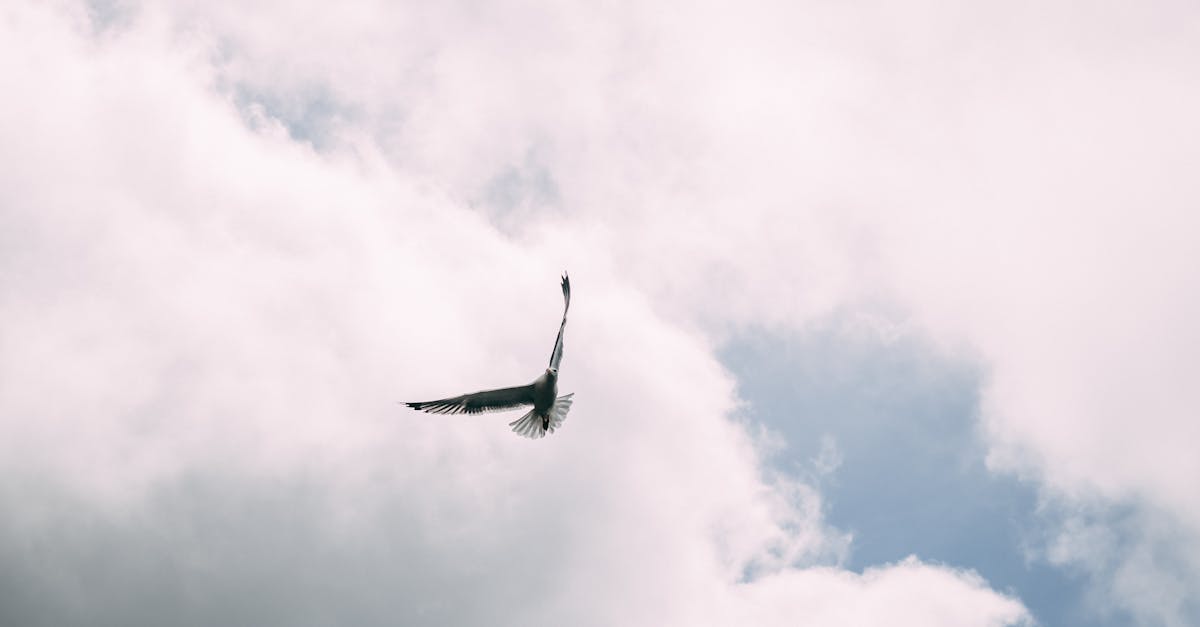 découvrez la réserve de biosphère, un écosystème unique où la biodiversité est préservée. explorez les richesses de la nature tout en participant à des initiatives de conservation durable. un lieu idéal pour les amoureux de la nature et les passionnés d'environnement.