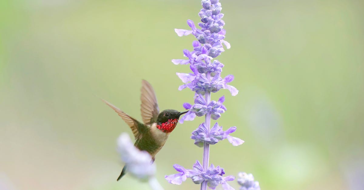 découvrez l'importance de la biodiversité pour notre planète, explorez ses richesses et apprenez comment préserver notre écosystème pour les générations futures.