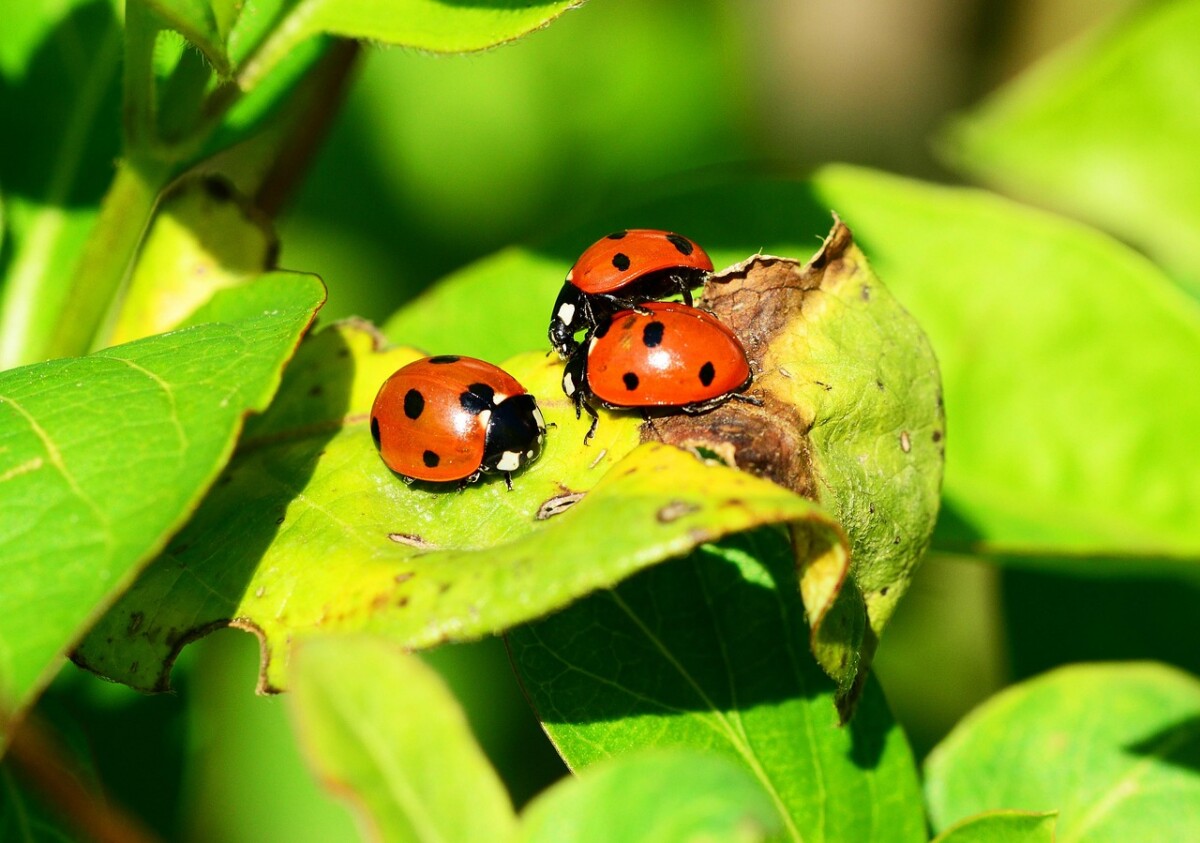 découvrez les incontournables sites naturels à dole, des paysages étonnants et des espaces verts parfaits pour les amoureux de la nature et les randonneurs.