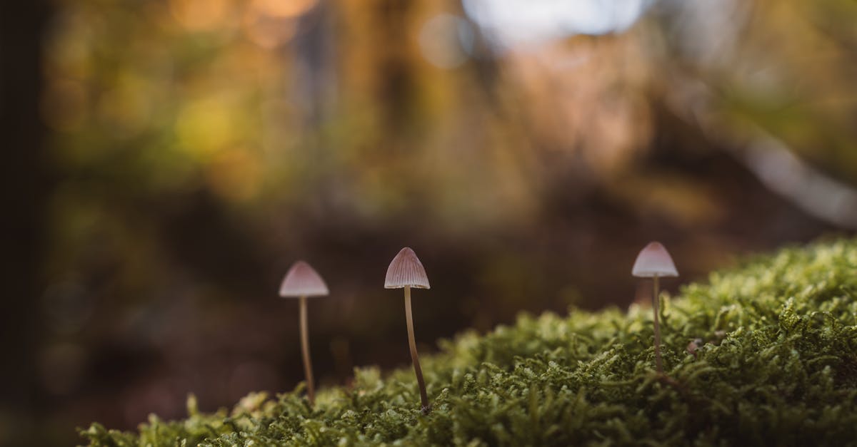 découvrez les trésors cachés qui attendent d'être explorés. de lieux secrets à des expériences inoubliables, plongez dans un voyage fascinant à travers des merveilles souvent ignorées.