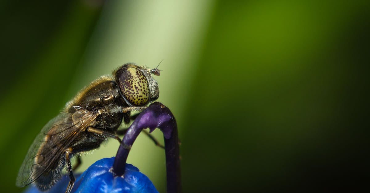découvrez la richesse de la biodiversité, son rôle essentiel dans l'écosystème, et l'importance de sa préservation pour un avenir durable. explorez les diverses espèces et leur interconnexion dans notre planète.