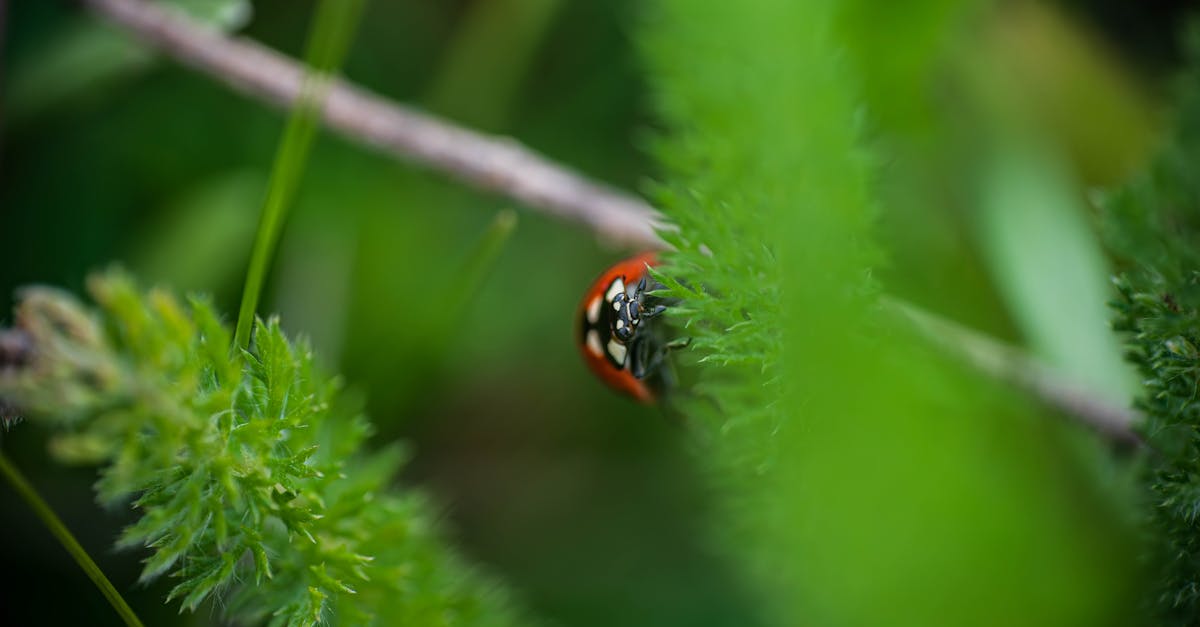 découvrez la biodiversité, cet écosystème riche et complexe qui abrite des millions d'espèces animales et végétales. apprenez comment la préservation de la biodiversité est essentielle pour l'équilibre de notre planète et nos futures générations.