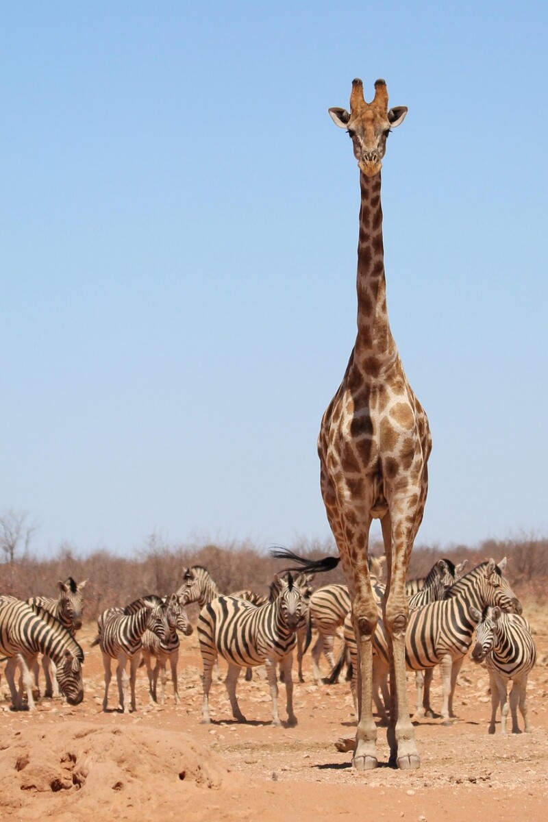 découvrez l'afrique, un continent riche en diversité culturelle, paysages magnifiques et histoire fascinante. explorez ses traditions, sa faune unique et ses opportunités économiques.