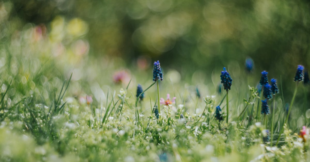 découvrez l'importance de la biodiversité pour notre planète. explorez les différentes espèces, leurs écosystèmes, et comment la préservation de la biodiversité est essentielle pour un avenir durable.