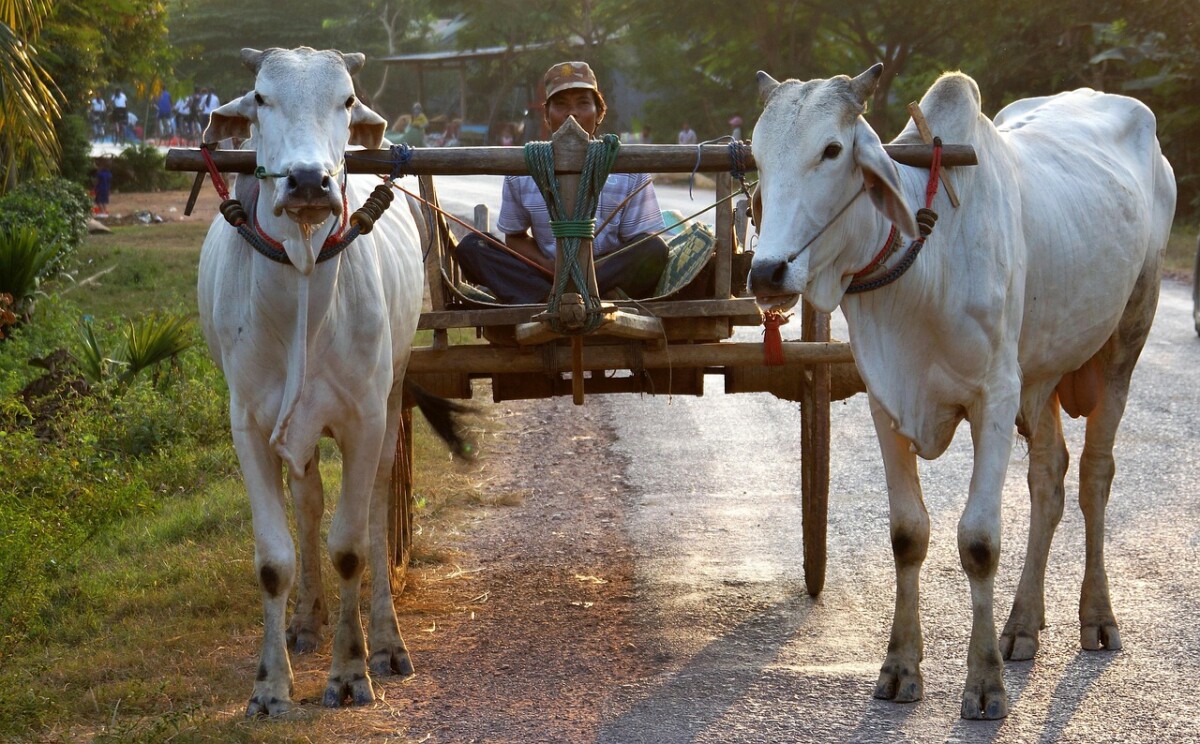 découvrez le cambodge, un pays riche en histoire, culture et paysages étonnants, avec ses temples majestueux, ses plages paradisiaques et sa cuisine savoureuse.