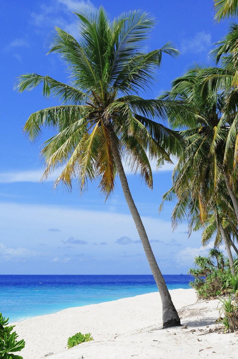 découvrez les meilleures activités à palm beach : plages, sports nautiques, visites culturelles et divertissements pour toute la famille.