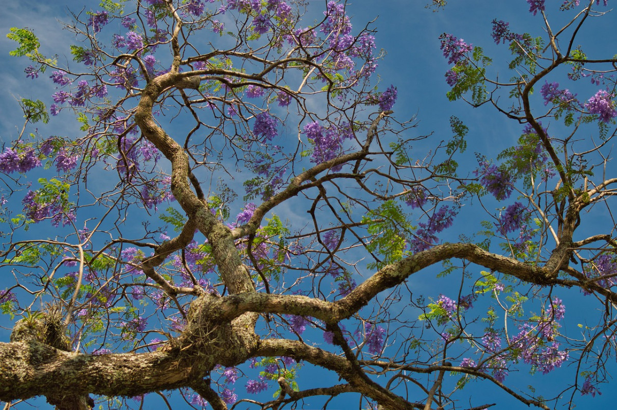 découvrez le costa rica, un pays d’amérique centrale réputé pour sa biodiversité exceptionnelle, ses plages paradisiaques, sa nature préservée et ses nombreuses aventures écotouristiques. préparez votre voyage vers cette destination authentique entre jungle et océan.