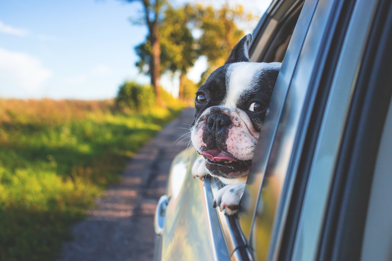 découvrez les indispensables pour un road trip réussi : conseils sur l'équipement, la sécurité, la nourriture et l'organisation pour profiter pleinement de votre aventure sur la route.