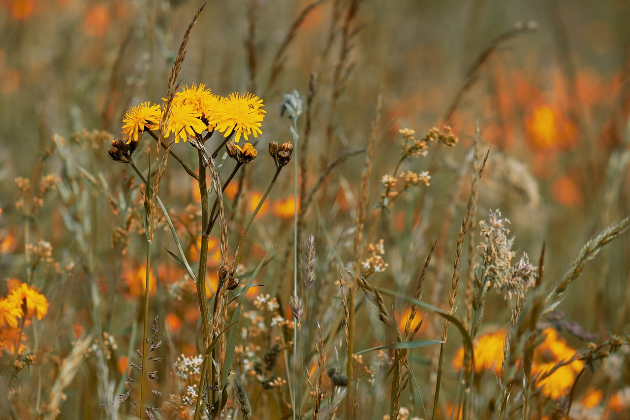 Découvrir les fleurs sauvages lors de vos balades