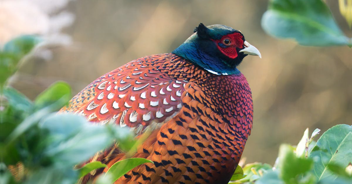 Parcs naturels : Découvrez les trésors cachés de la biodiversité